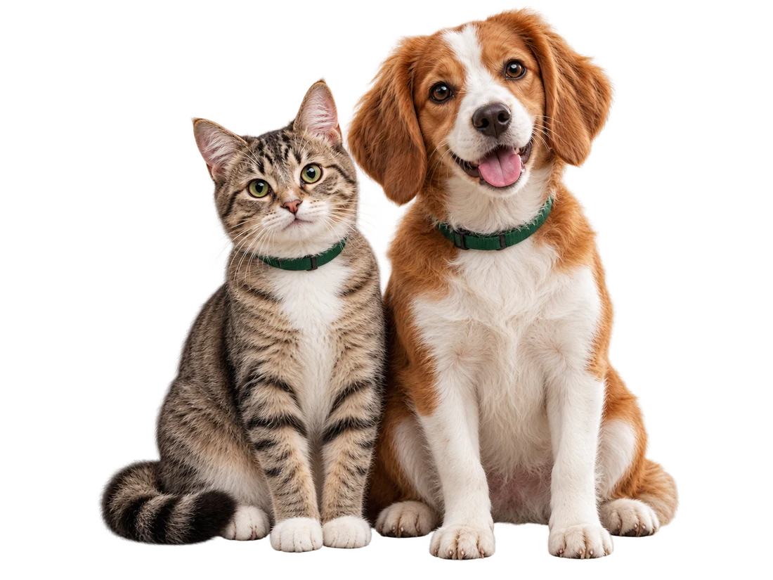 Cachorro castanho e branco de orelhas caídas e gato tigrado sentados lado a lado, imagem ilustrativa